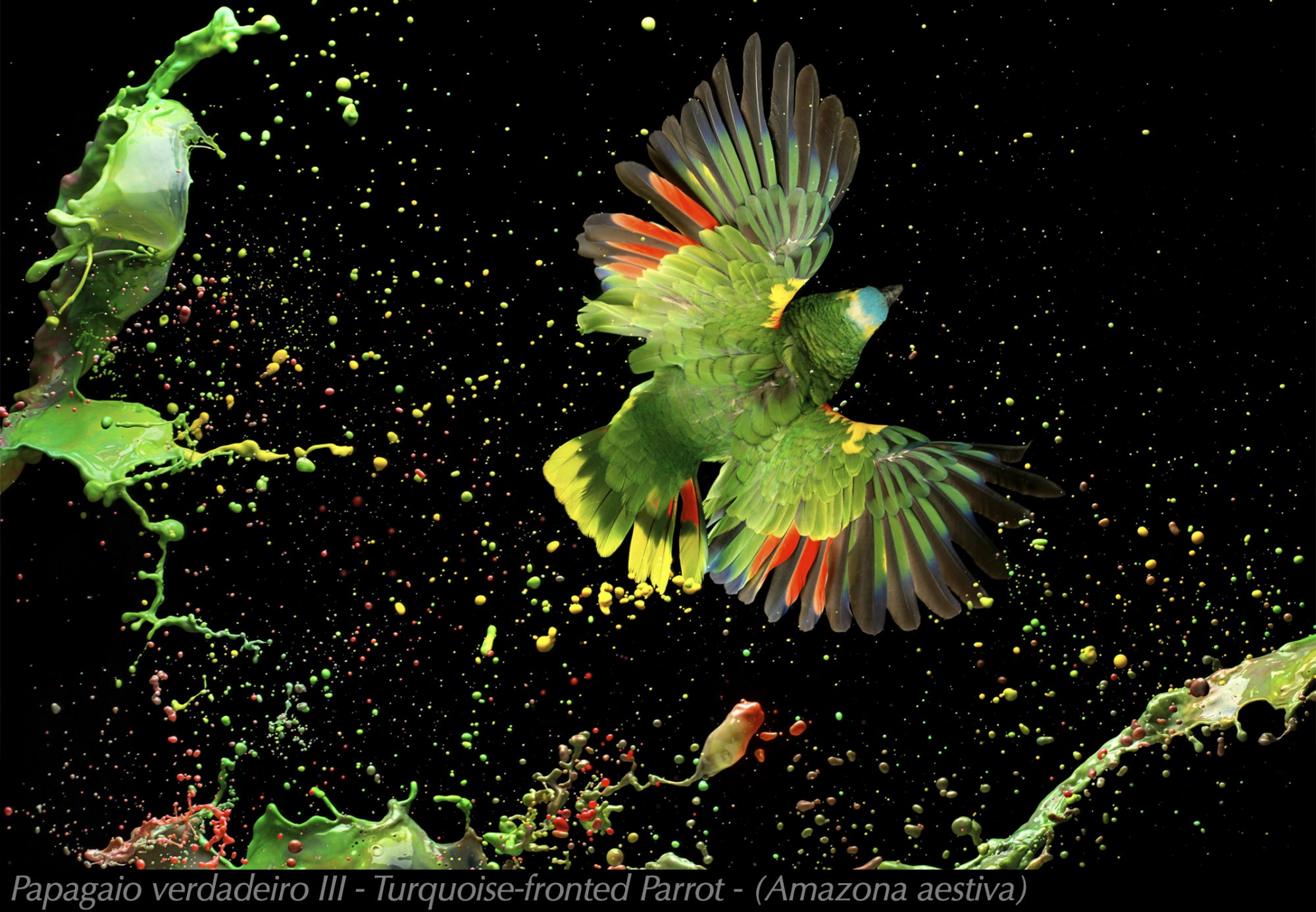 13_Papagaio-verdadeiro-III-Turquoise-fronted-Parrot-Amazona-aestiva-1